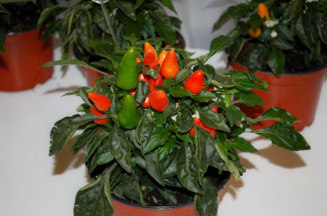 Жгучий перец (Capsicum) Жгучий перец (Capsicum)