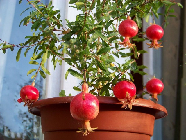 Гранат (Punica granatum) Гранат (Punica granatum)