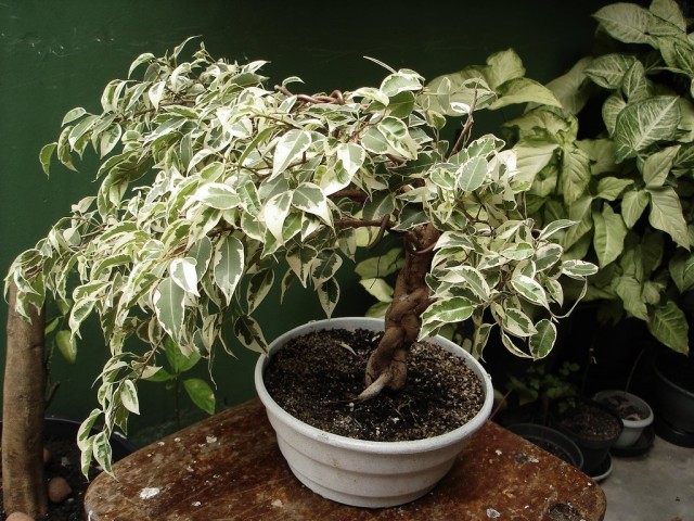 Фикус Бенджамина (Ficus benjamina) Фикус Бенджамина (Ficus benjamina)