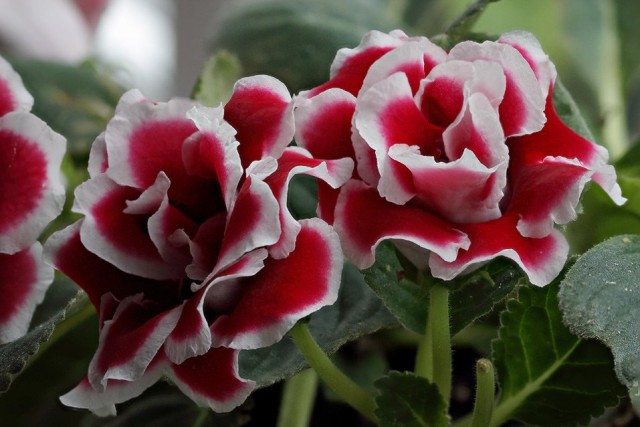 Глоксиния (gloxinia) Глоксиния (gloxinia)