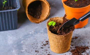 13 комнатных растений, которые легко вырастить из семян в домашних условиях