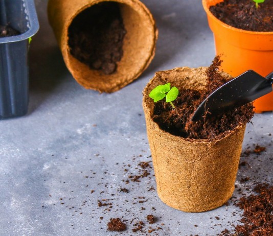 13 комнатных растений, которые легко вырастить из семян в домашних условиях