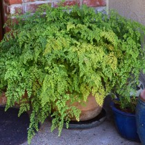 Адиантум Венерин волос (Adiantum capillus-veneris) Адиантум Венерин волос (Adiantum capillus-veneris)