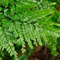 Адиантум красивый (Adiantum formosum) Адиантум красивый (Adiantum formosum)