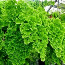 Адиантум нежнейший (Adiantum tenerum) Адиантум нежнейший (Adiantum tenerum)