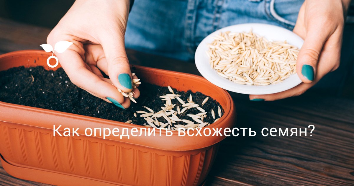 Как проверить семена огурцов на всхожесть