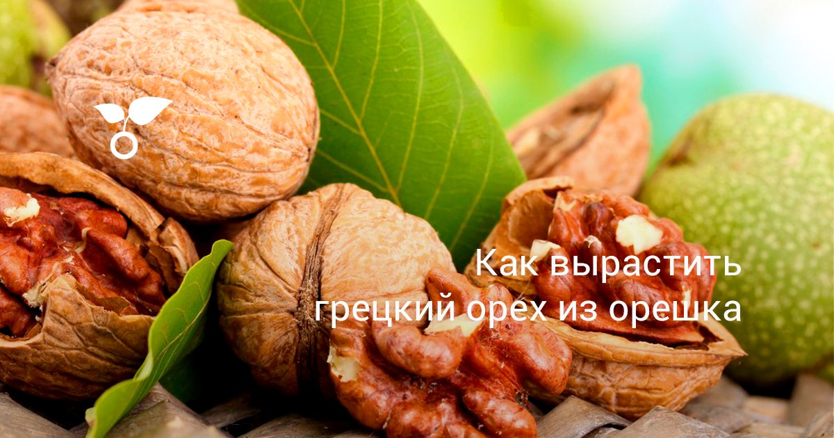 Как вырастить грецкий орех из ореха в домашних условиях