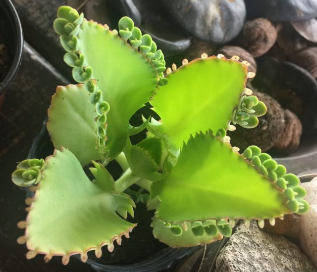 Каланхоэ перистое (Bryophyllum pinnatum) Каланхоэ перистое (Bryophyllum pinnatum)