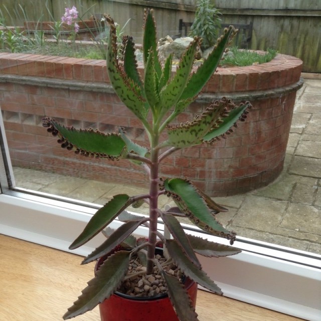 Калахоэ Дегремона (Bryophyllum daigremontianum) Калахоэ Дегремона (Bryophyllum daigremontianum)