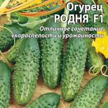 Огурец «Родня» — высокоурожайный, с длительным плодоношением и отличными вкусовыми качествами! Огурец «Родня» — высокоурожайный, с длительным плодоношением и отличными вкусовыми качествами!