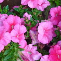 Петуния грандифлора (Grandiflora) Петуния грандифлора (Grandiflora)