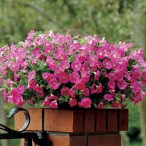 Петуния мультифлора (Multiflora)