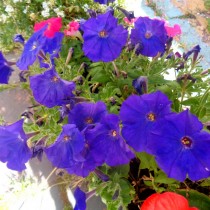 Петуния миллифлора (Milliflora) Петуния миллифлора (Milliflora)