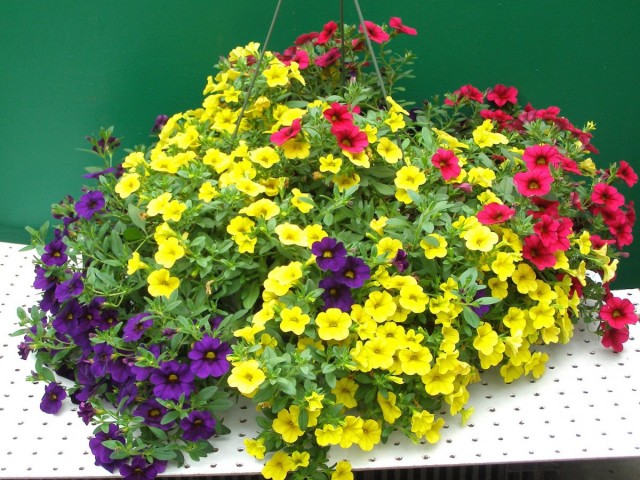 Калибрахоа (Calibrachoa) - это не петуния Калибрахоа (Calibrachoa) - это не петуния