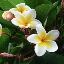 Плюмерия белая (Plumeria alba) Плюмерия белая (Plumeria alba)