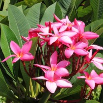 Плюмерия красная (Plumeria rubra) Плюмерия красная (Plumeria rubra)