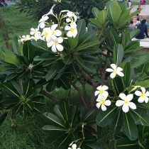 Плюмерия тупая (Plumeria obtusa) Плюмерия тупая (Plumeria obtusa)