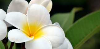 Плюмерия — самая ароматная среди красивоцветущих