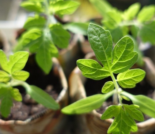 Выращивание рассады томата, перца и баклажана - ООО «Лама Торф» Рассада томата