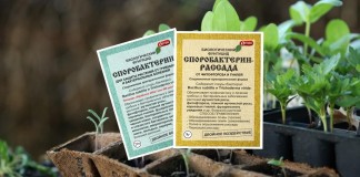 Как защитить рассаду от болезней