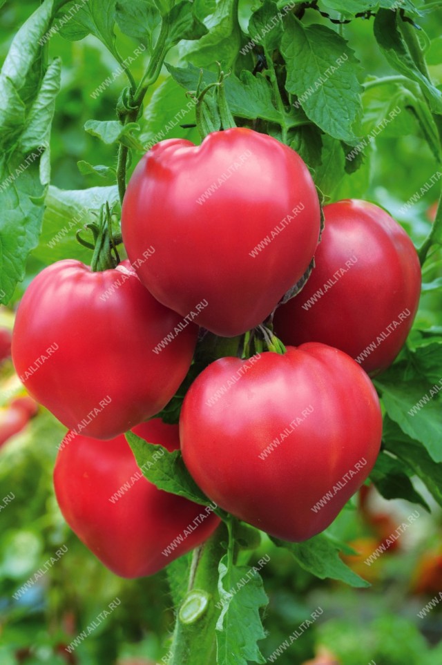 Урожай индетерминантного томата «Биф пинк F1» убирают, начиная с июля