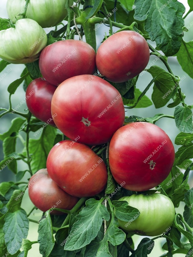 Урожайность сорта «Смуглянка» высокая: под пленочными укрытиями с квадратного метра грядки можно получить до 7-7,5 кг плодов