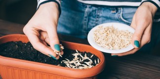 Как определить всхожесть семян?