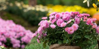 Выращивание хризантем на продажу, или Цветы как бизнес