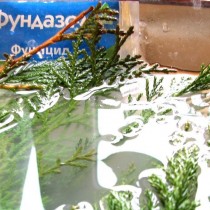 Следующий важный этап - провести дезинфекцию черенка Следующий важный этап - провести дезинфекцию черенка