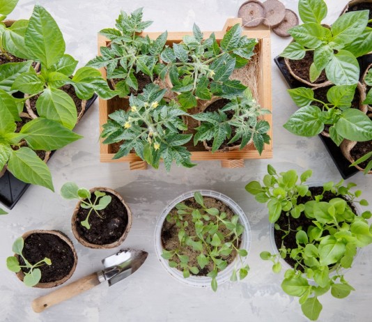 10 главных правил крепкой и дружной рассады - Декоративные кустарники 10 главных правил крепкой и дружной рассады