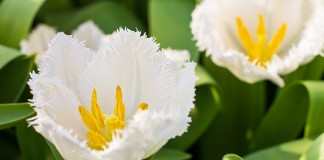 10 самых модных белых сортов тюльпанов