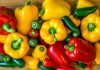 12 самых вкусных сортов и гибридов сладкого перца, которые я выращивала