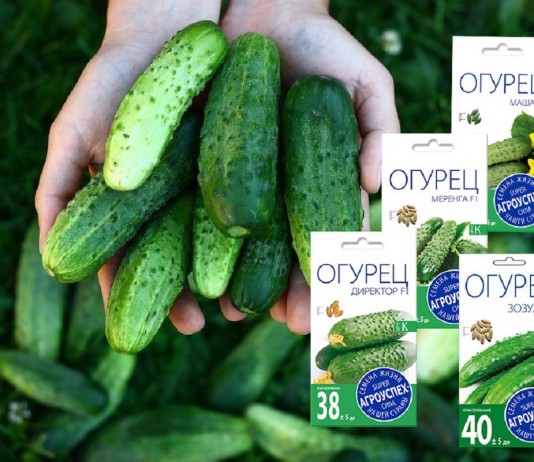 Лучшие гибриды, по мнению покупателей семян «Агроуспех»