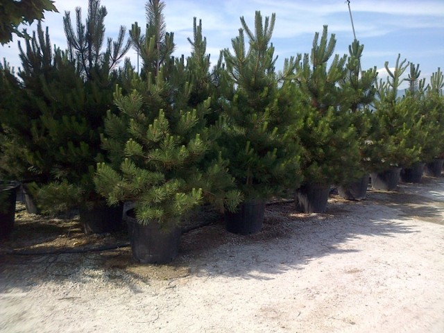 Сосна черная (Pinus nigra) Сосна черная (Pinus nigra)Сосна черная (Pinus nigra)