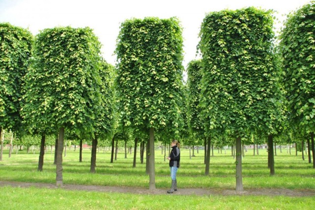 Липа мелколистная «Гринспаер» (Greenspire) Липа мелколистная «Гринспаер» (Greenspire)
