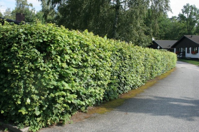 Живая изгородь из липы мелколистной, сердцелистной, или сердцевидной (Tilia cordаta Mill) Живая изгородь из липы мелколистной, сердцелистной, или сердцевидной (Tilia cordаta Mill)