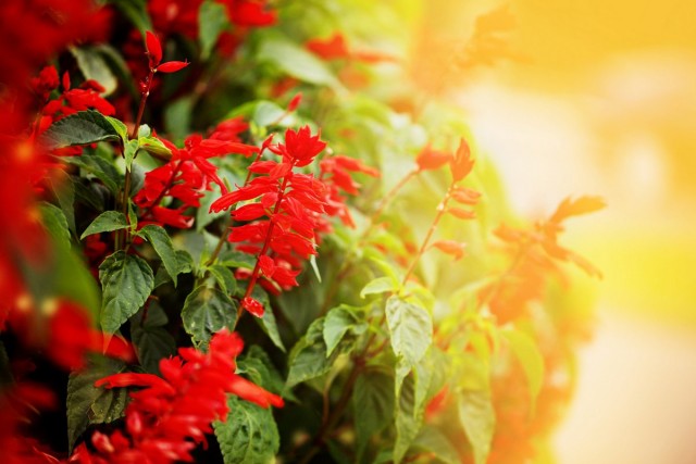 Сальвия блестящая (Salvia splendens) Сальвия блестящая (Salvia splendens)