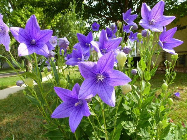 Платикодон, или Ширококолокольчик (Platycodon grandiflorus) Платикодон, или Ширококолокольчик (Platycodon grandiflorus)