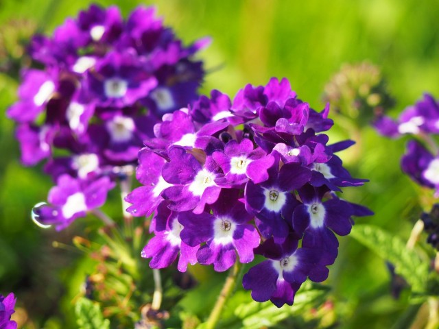 Вербена (Verbena) Вербена (Verbena)