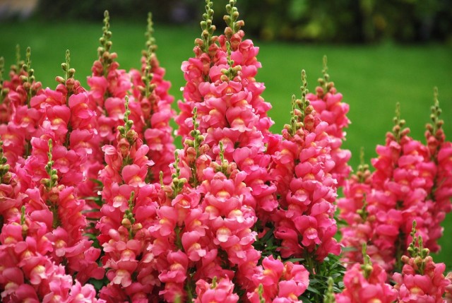 Львиный зев (Antirrhinum) Львиный зев (Antirrhinum)