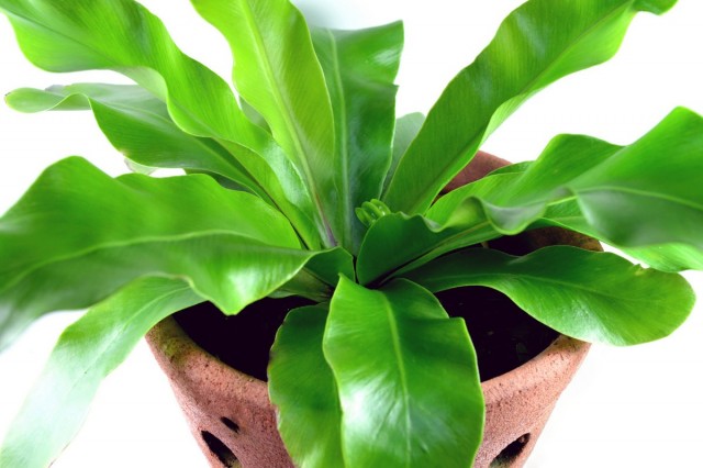 Асплениум (Asplenium) Асплениум (Asplenium)