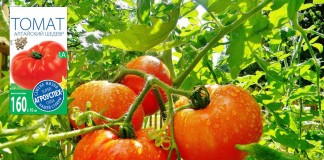 Томаты серии «Алтайский» — помидоры с фруктовым вкусом