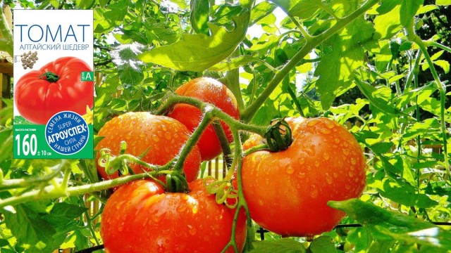 Томаты серии «Алтайский» — помидоры с фруктовым вкусом