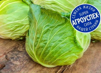 Обзор лучших сортов белокочанной капусты ТМ «Агроуспех»