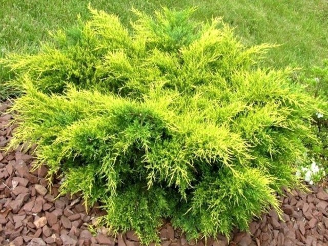 Можжевельник средний (Juniperus media) Old Gold Можжевельник средний (Juniperus media) Old Gold