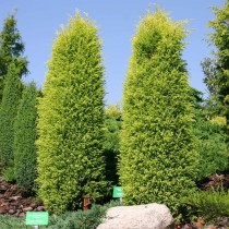 Можжевельник обыкновенный (J.communis) Gold Cone Можжевельник обыкновенный (J.communis) Gold Cone