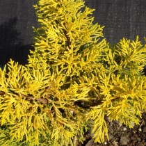 Можжевельник китайский (J. chinensis) Plumosa Aurea Можжевельник китайский (J. chinensis) Plumosa Aurea