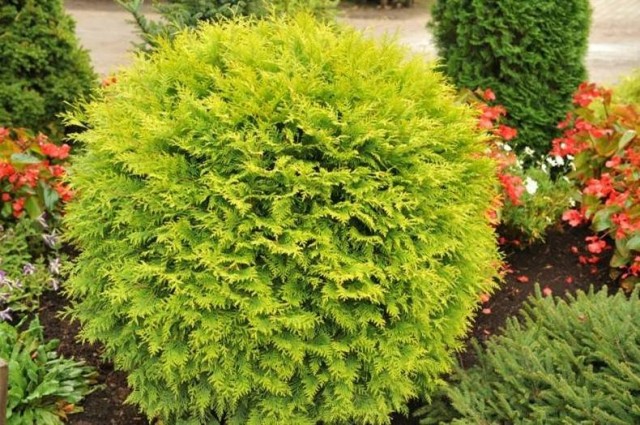 Туя западная (Thuja occidentalis) Golden Globe Туя западная (Thuja occidentalis) Golden Globe