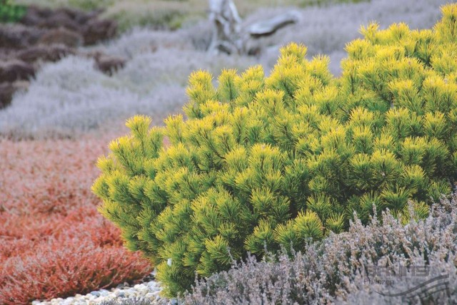Сосна горная (Pinus mugo) Carstens Wintergold Сосна горная (Pinus mugo) Carstens Wintergold