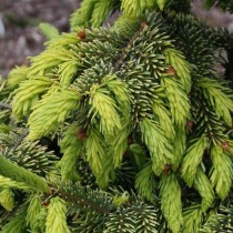 Ель сербская (Picea omorika) сорта Aurea Ель сербская (Picea omorika) сорта Aurea